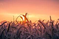 services-01 A vibrant sunset illuminates a field of ripening wheat, casting a warm, golden glow.