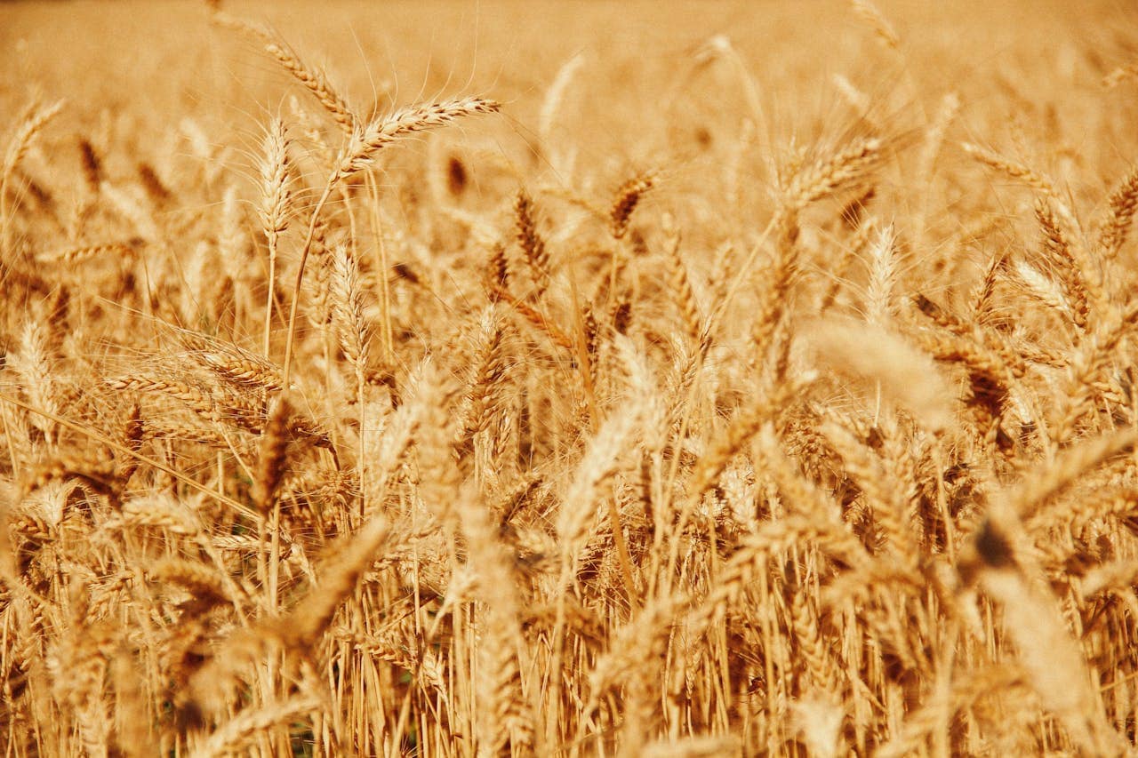 Why wheat prices stayed muted in 2025 Lush golden wheat field in Yozgat, Türkiye during summer showcasing abundant growth.