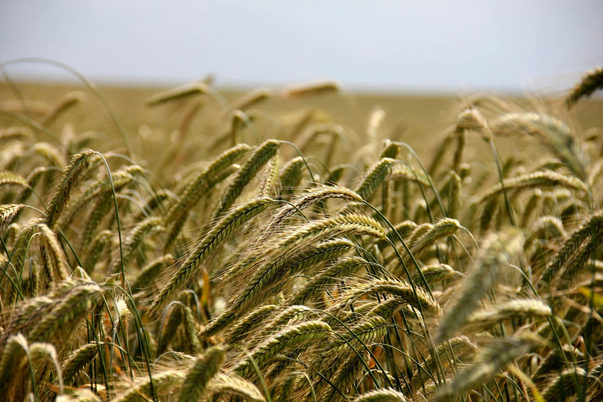 Black Sea Wheat Market Report – May 2026 Close-up of wheat field in summer, showcasing vibrant golden stems swaying in the breeze.