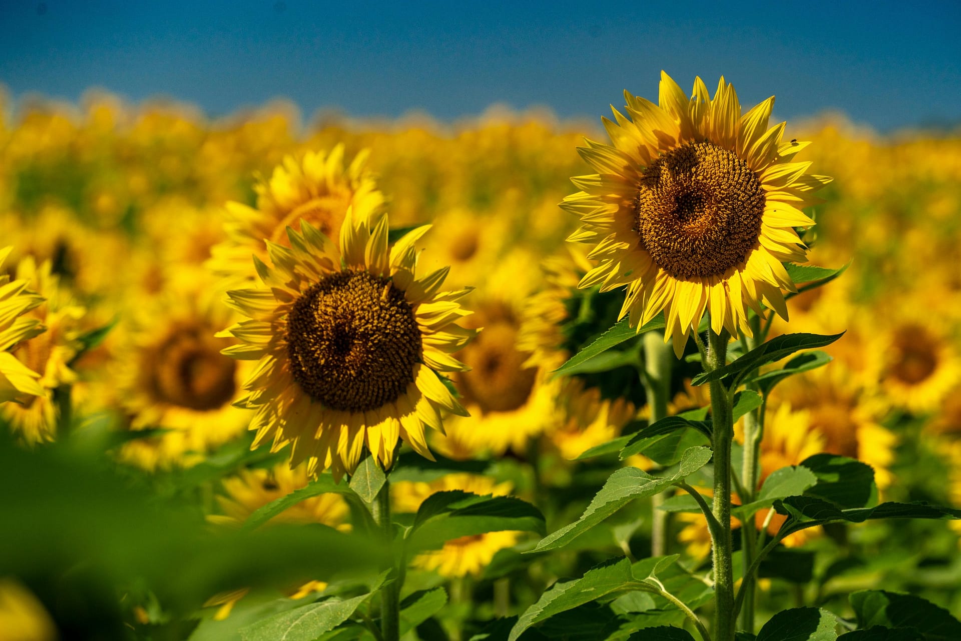 The 2025 Market Overview - Sunflower Oil sunflower field