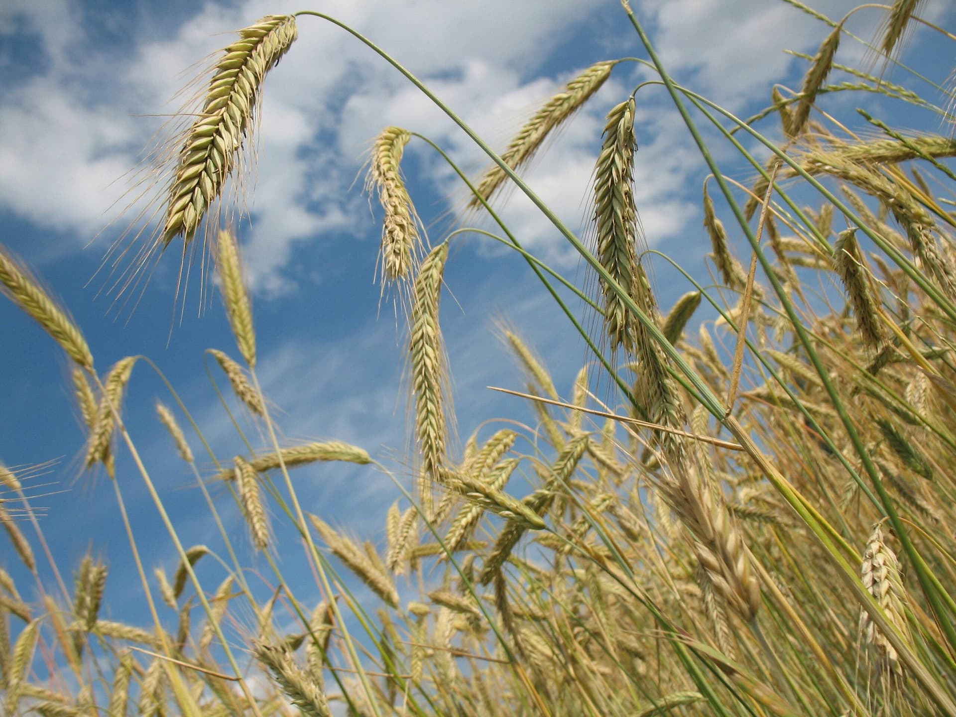 January 2026 Wheat Market Insight Low angle view of golden wheat with a clear blue sky, capturing a serene summer field.