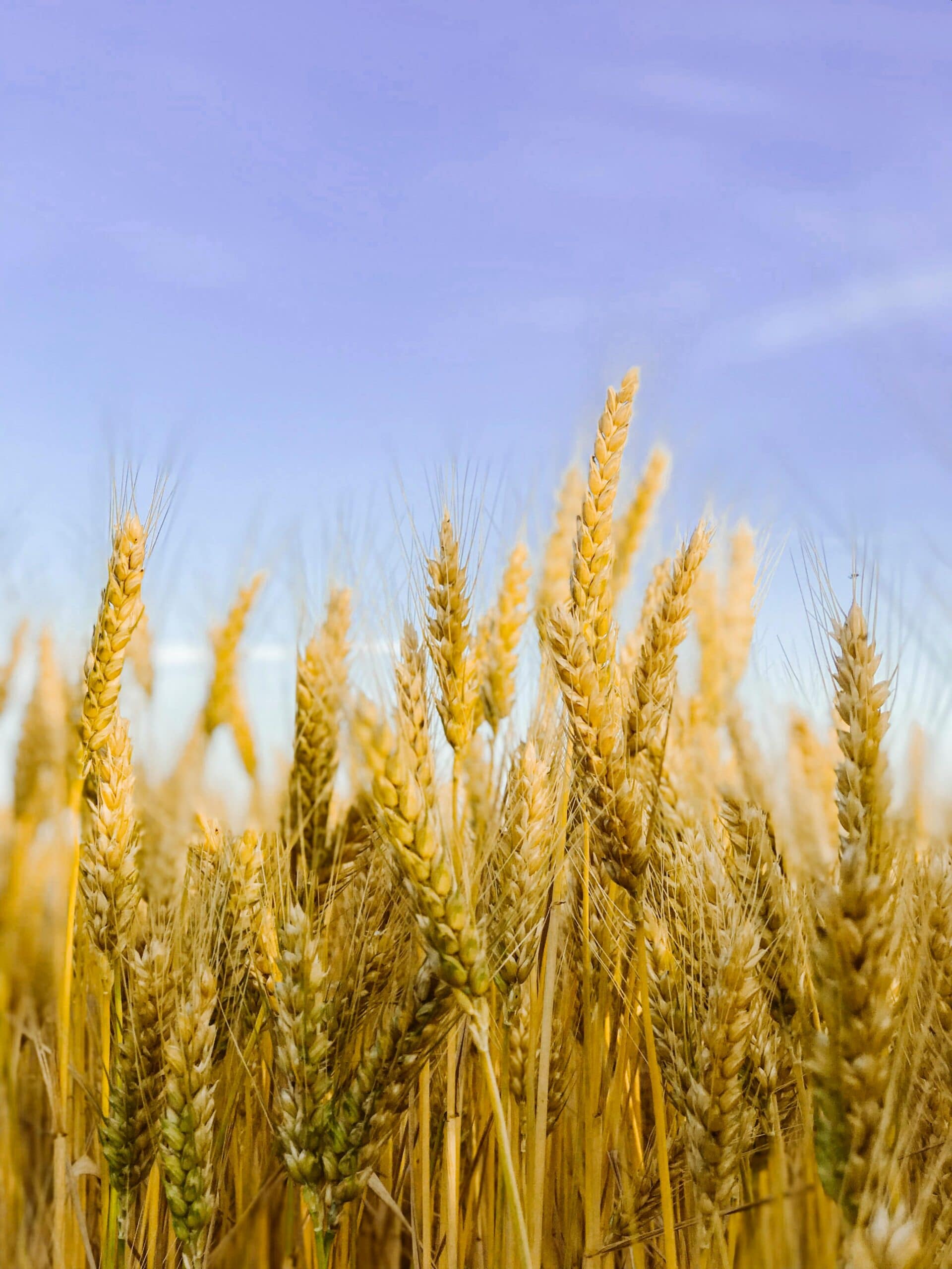 Kazakh Wheat Exports 2025: Production Growth, Trade Routes, and Competitive CIF Prices kazakh wheat 2025 export
