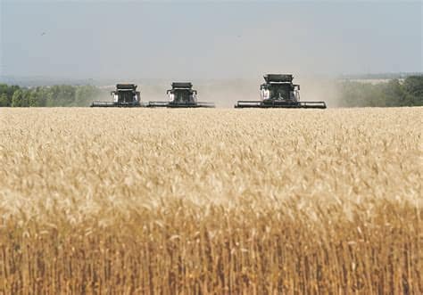 wheat russia