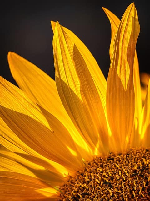 Sunflower Oil Market October 2025: Firm in the Short Term, Signs of Easing Ahead sunflower, yellow flower, flower, flower wallpaper, nature, growth, plant, field, agriculture, dusk, landscape, bavaria, flower background, blossom, bloom, beautiful flowers, close up, macro