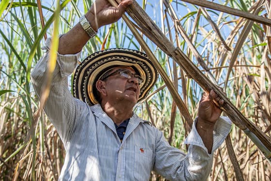 journey A farmer in traditional hat harvesting sugarcane in San Marcos, Colombia.