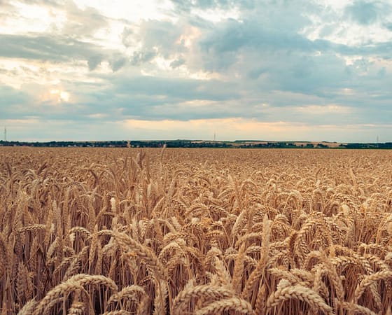 who-we-are A vast wheat field flourishing under a dramatic cloudy sky in a picturesque rural landscape.