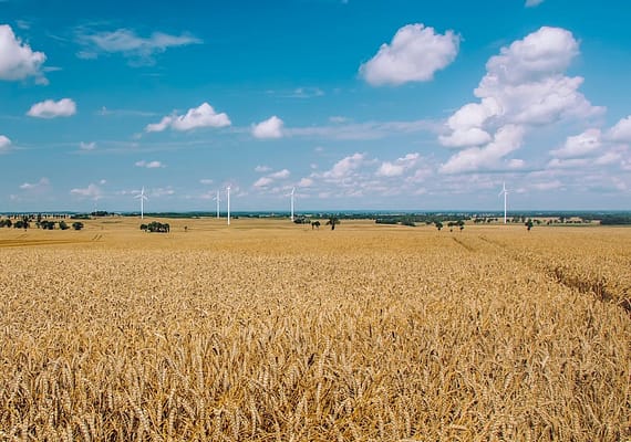 why-choose-us Expansive wheat field with wind turbines against a bright blue sky and fluffy clouds.