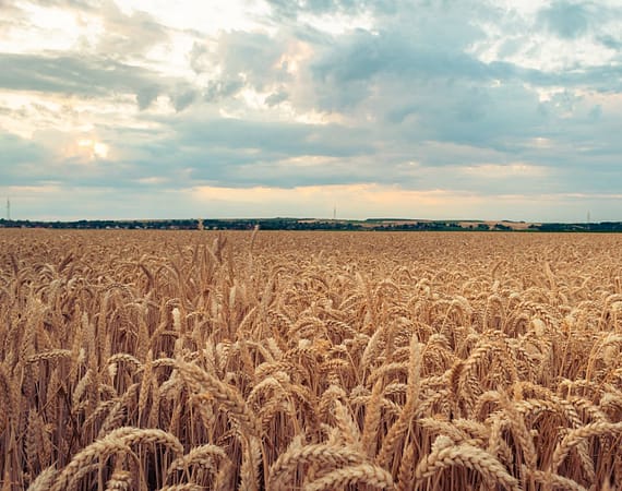 due diligence mitigating risk, creating safe trade in agro commodity deals
