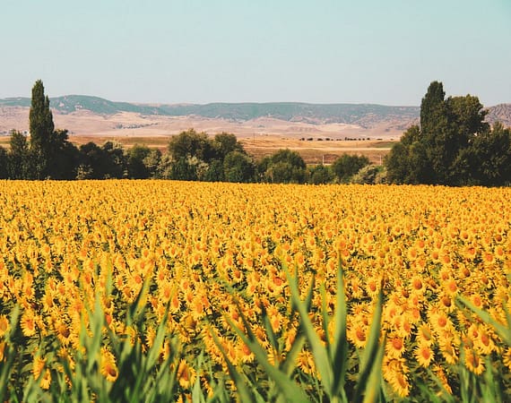 Brokerage services sunflower oil, crude sunflower oil, wheat, corn, sugar