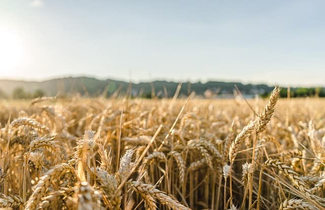 December 2025 Wheat Market Outlook: Global Trends & Black Sea Insights wheat, field, wheat field, barley, crops, wheat crops, arable land, agriculture, farm, farming, cultivation, nature, landscape, rural, countryside, wheat, wheat, wheat, wheat, wheat, wheat field, wheat field, barley