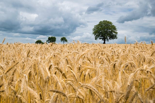 Black Sea Wheat Market April 2026: Futures Rise, Physical Prices Hold in MENA Trade wheat, field, wheat field, barley, crops, wheat crops, arable land, agriculture, farm, farming, cultivation, nature, landscape, rural, countryside, wheat, wheat, wheat, wheat, wheat, wheat field, wheat field, agriculture