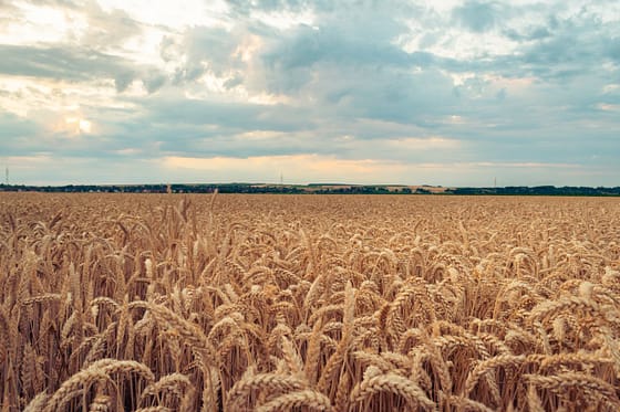 who-we-are A vast wheat field flourishing under a dramatic cloudy sky in a picturesque rural landscape.