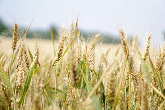 who-we-are Close-up of a wheat field under a bright summer sky, perfect for agriculture and landscape themes.